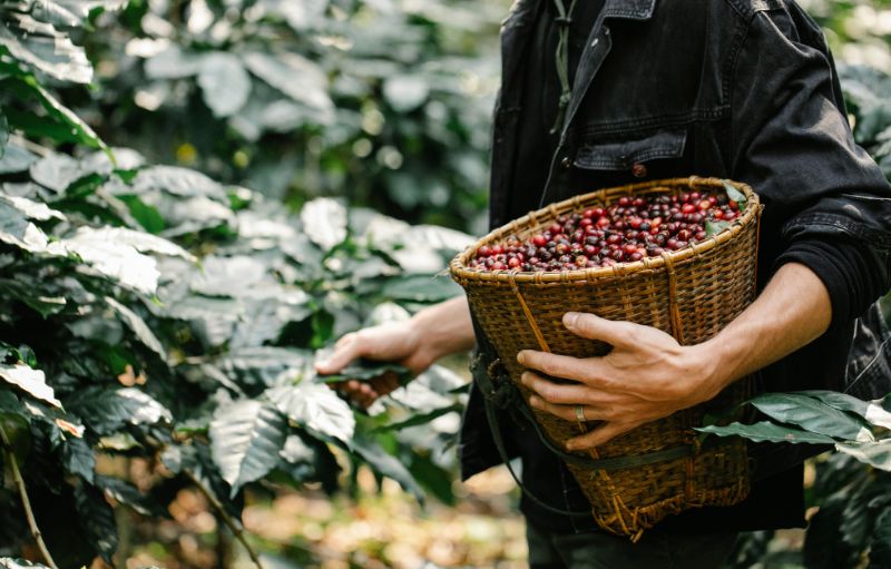 lịch sử hình thành nescafe