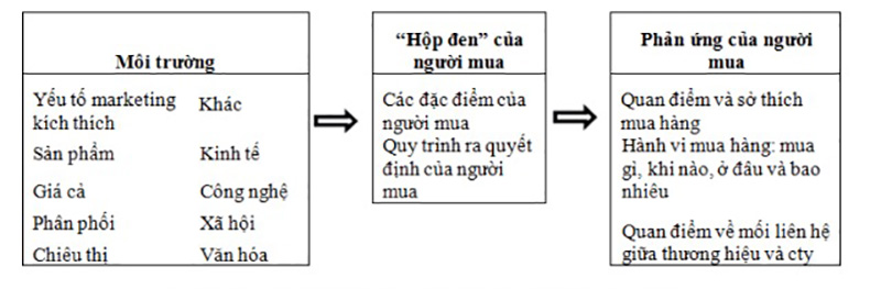 mô hình hộp đen hành vi người tiêu dùng